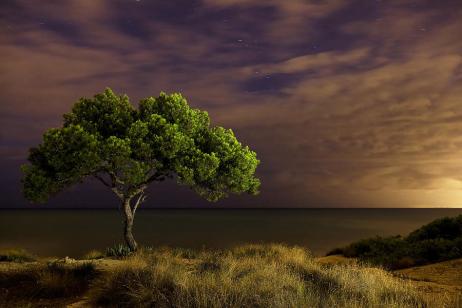 alone-tree-alex-stoen-photography